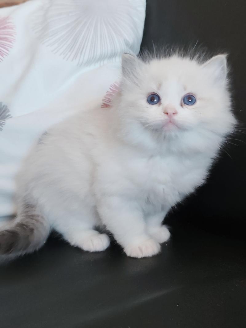 Echo de Narcisse Banzel R Mâle Ragdoll