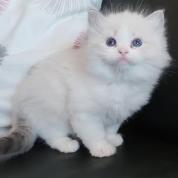 chaton Ragdoll seal tabby point bicolor Banzel R Chatterie Echo de Narcisse