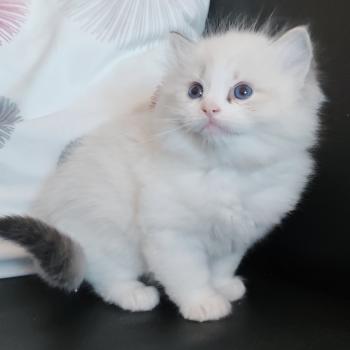 chaton Ragdoll seal tabby point bicolor Banzel R Chatterie Echo de Narcisse