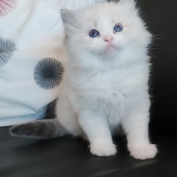 chaton Ragdoll seal tabby point bicolor Banzel R Chatterie Echo de Narcisse