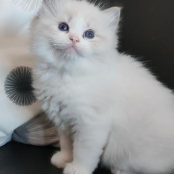 chaton Ragdoll seal tabby point bicolor Banzel R Chatterie Echo de Narcisse