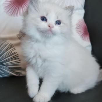 chaton Ragdoll seal tabby point bicolor Banzel R Chatterie Echo de Narcisse