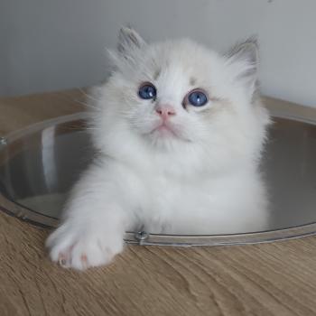 chaton Ragdoll seal tabby point bicolor Banzel R Chatterie Echo de Narcisse
