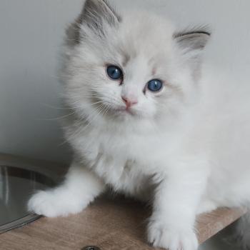chaton Ragdoll seal tabby point bicolor Banzel R Chatterie Echo de Narcisse