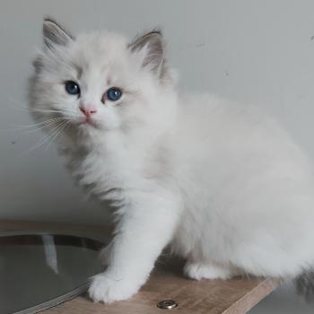 chaton Ragdoll seal tabby point bicolor Banzel R Chatterie Echo de Narcisse