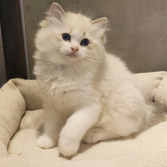 Echo de Narcisse Bahia Mâle Ragdoll