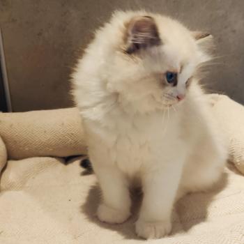 chaton Ragdoll seal tabby point bicolor Bahia Chatterie Echo de Narcisse