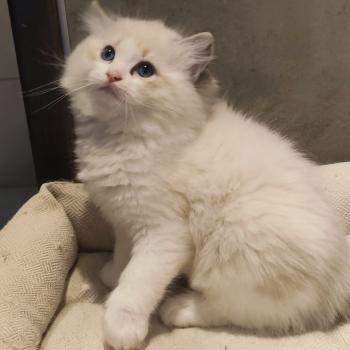 chaton Ragdoll seal tabby point bicolor Bahia Chatterie Echo de Narcisse