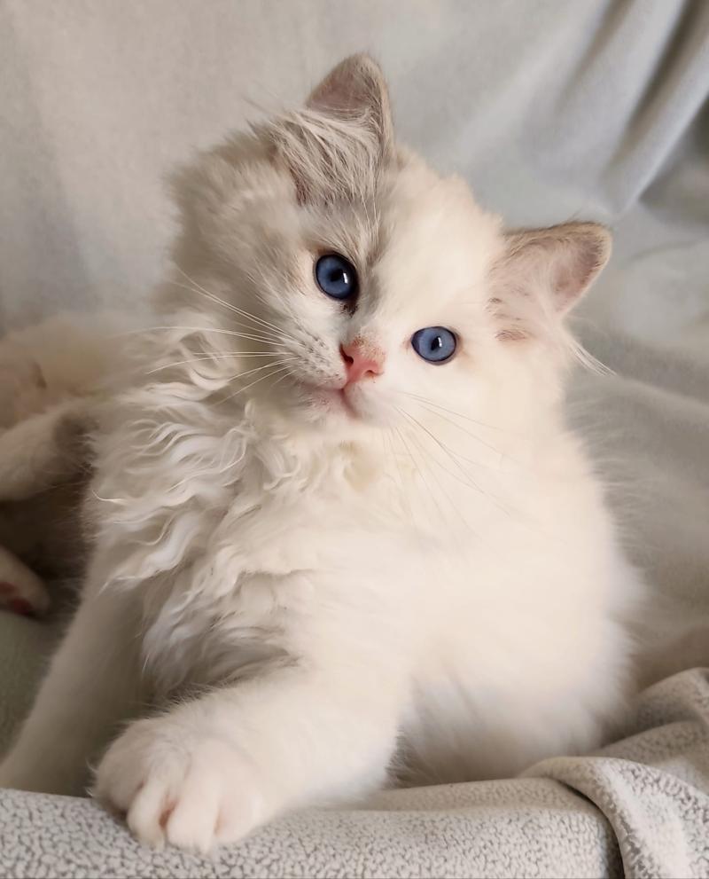 Echo de Narcisse Bahia Mâle Ragdoll