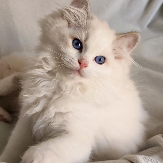 Echo de Narcisse Bahia Mâle Ragdoll