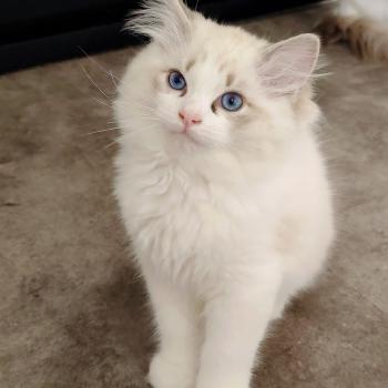 chaton Ragdoll seal tabby point bicolor Bahia Chatterie Echo de Narcisse