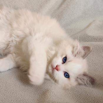 chaton Ragdoll seal tabby point bicolor Bahia Chatterie Echo de Narcisse
