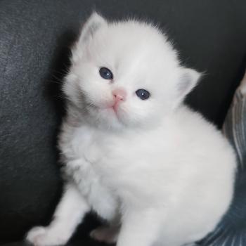 chaton Ragdoll blue tabby point bicolor Chatterie Echo de Narcisse