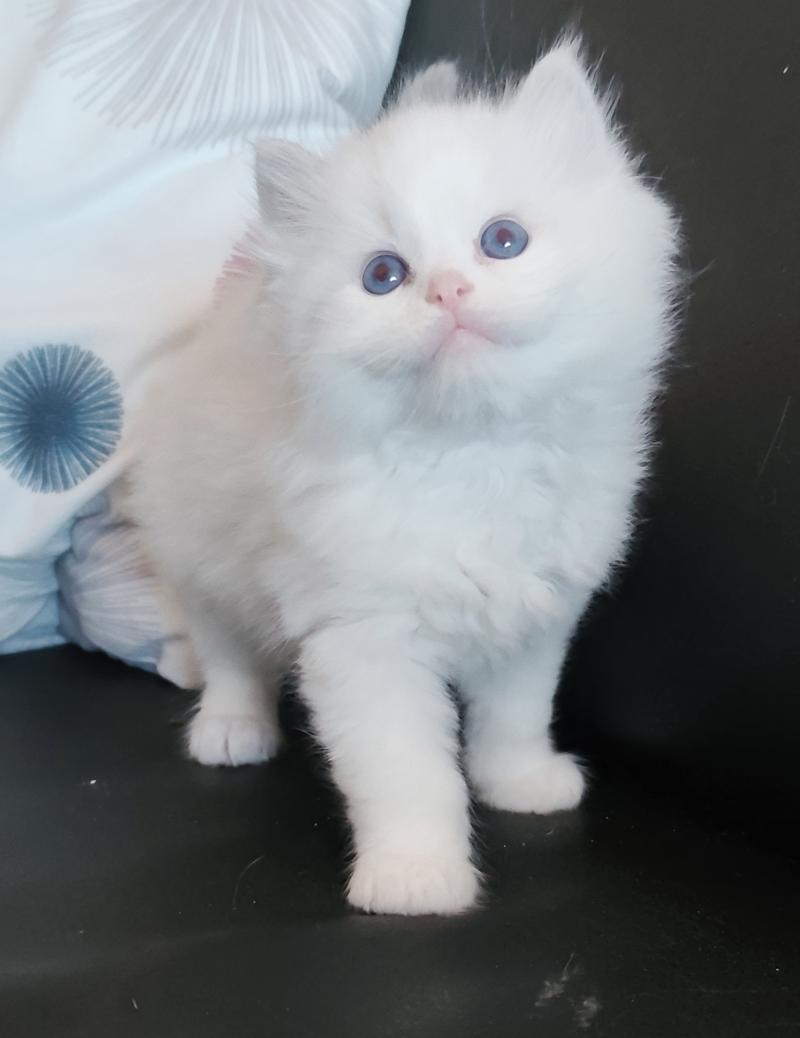 Echo de Narcisse Bickles R Mâle Ragdoll