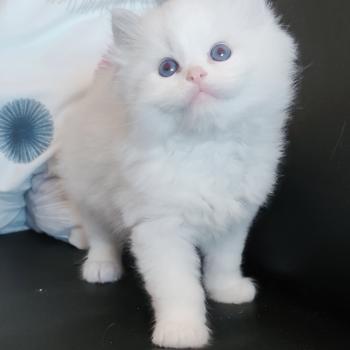 chaton Ragdoll blue tabby point bicolor Bickles R Chatterie Echo de Narcisse