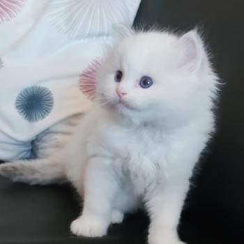 chaton Ragdoll blue tabby point bicolor Bickles R Chatterie Echo de Narcisse