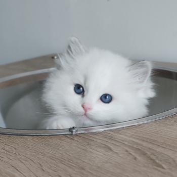 chaton Ragdoll blue tabby point bicolor Bickles R Chatterie Echo de Narcisse