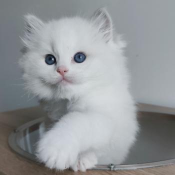 chaton Ragdoll blue tabby point bicolor Bickles R Chatterie Echo de Narcisse