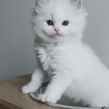 chaton Ragdoll blue tabby point bicolor Bickles R Chatterie Echo de Narcisse