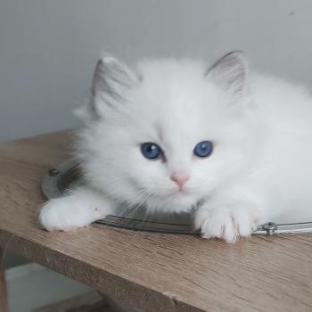 chaton Ragdoll blue tabby point bicolor Bickles R Chatterie Echo de Narcisse