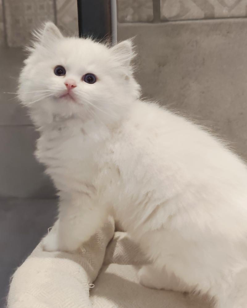 Echo de Narcisse Bickles Mâle Ragdoll