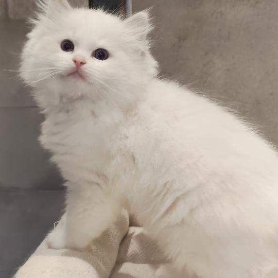 Echo de Narcisse Bickles R Mâle Ragdoll
