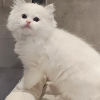 chaton Ragdoll blue tabby point bicolor Bickles R Chatterie Echo de Narcisse