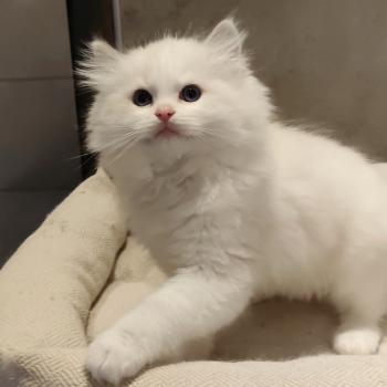 chaton Ragdoll blue tabby point bicolor Bickles R Chatterie Echo de Narcisse