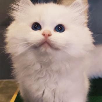 chaton Ragdoll blue tabby point bicolor Bickles R Chatterie Echo de Narcisse