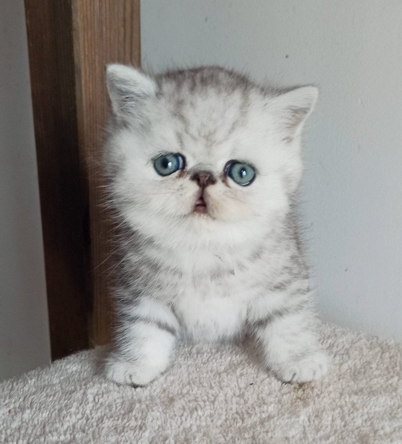 Echo de Narcisse Walter White Mâle Exotic Shorthair Echo de Narcisse Walter White Mâle Exotic Shorthair