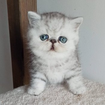 chaton Exotic Shorthair black silver shaded Walter White Chatterie Echo de Narcisse chaton Exotic Shorthair black silver shaded Walter White Chatterie Echo de Narcisse