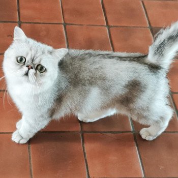 chaton Exotic Shorthair black silver shaded Walter White Chatterie Echo de Narcisse chaton Exotic Shorthair black silver shaded Walter White Chatterie Echo de Narcisse