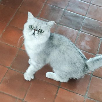 chaton Exotic Shorthair black silver shaded Walter White Chatterie Echo de Narcisse chaton Exotic Shorthair black silver shaded Walter White Chatterie Echo de Narcisse