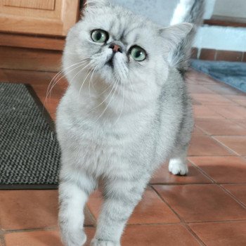 chaton Exotic Shorthair black silver shaded Walter White Chatterie Echo de Narcisse chaton Exotic Shorthair black silver shaded Walter White Chatterie Echo de Narcisse