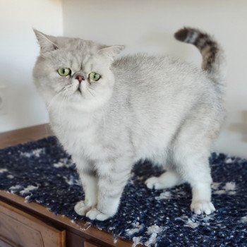 chaton Exotic Shorthair black silver shaded Walter White Chatterie Echo de Narcisse chaton Exotic Shorthair black silver shaded Walter White Chatterie Echo de Narcisse