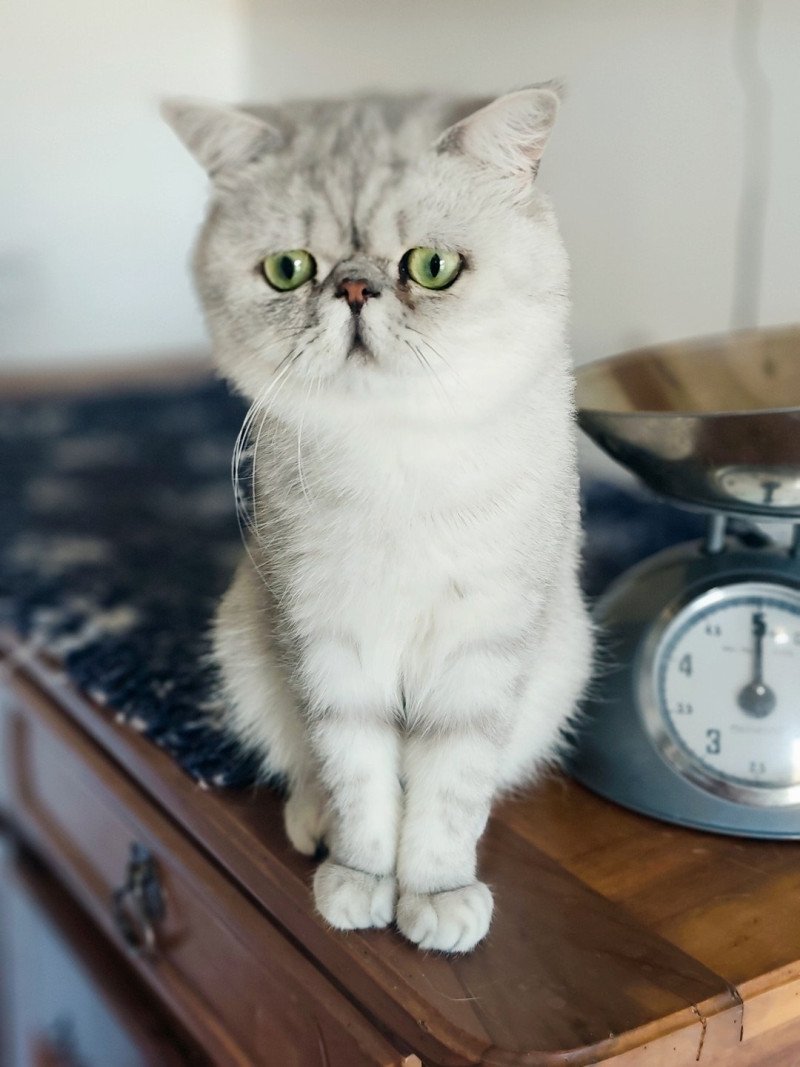 Echo de Narcisse Walter White Mâle Exotic Shorthair