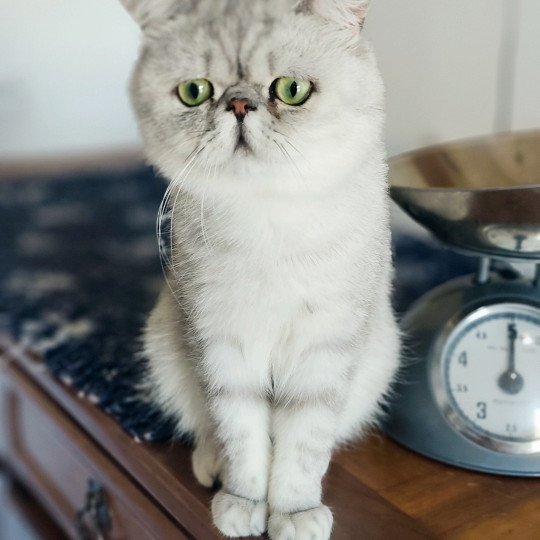 Echo de Narcisse Walter White Mâle Exotic Shorthair