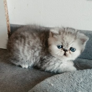 chaton Exotic Shorthair black silver shaded Echo de Narcisse Walter White Chatterie Echo de Narcisse