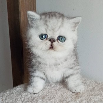 chaton Exotic Shorthair black silver shaded Walter White Chatterie Echo de Narcisse