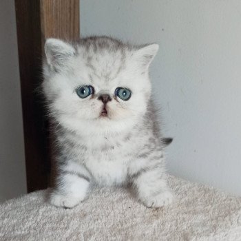 chaton Exotic Shorthair black silver shaded Walter White Chatterie Echo de Narcisse