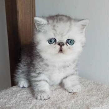 chaton Exotic Shorthair black silver shaded Walter White Chatterie Echo de Narcisse