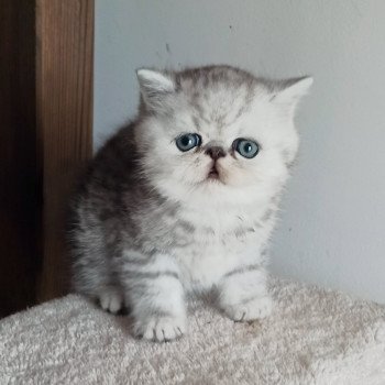 chaton Exotic Shorthair black silver shaded Walter White Chatterie Echo de Narcisse