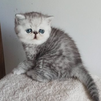 chaton Exotic Shorthair black silver shaded Walter White Chatterie Echo de Narcisse