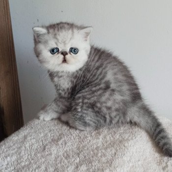 chaton Exotic Shorthair black silver shaded Walter White Chatterie Echo de Narcisse