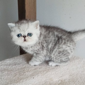 chaton Exotic Shorthair black silver shaded Walter White Chatterie Echo de Narcisse