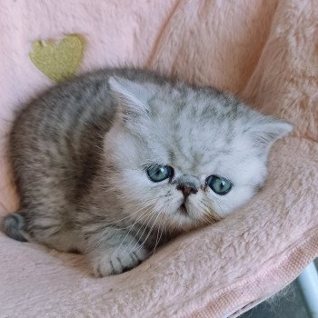 chaton Exotic Shorthair black silver shaded Walter White Chatterie Echo de Narcisse