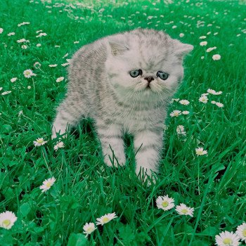 chaton Exotic Shorthair black silver shaded Walter White Chatterie Echo de Narcisse