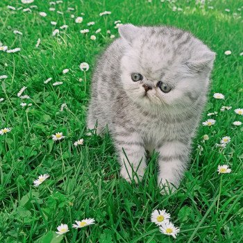 chaton Exotic Shorthair black silver shaded Walter White Chatterie Echo de Narcisse