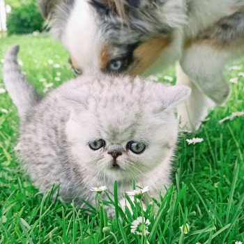 chaton Exotic Shorthair black silver shaded Walter White Chatterie Echo de Narcisse