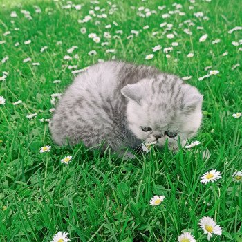 chaton Exotic Shorthair black silver shaded Walter White Chatterie Echo de Narcisse